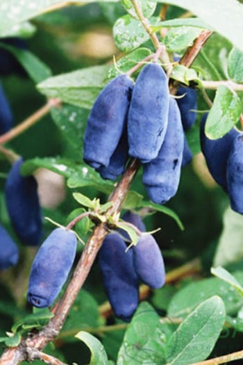 Жимолость їстівна (камчатська) Хоней Бі | Lonicera caerulea var. kamtschatica ‘Honey Bee’ | Жимолость съедобная (камчатская) Хоней Би